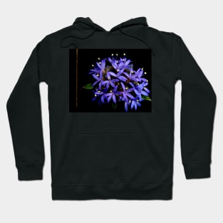 Blue Pincushion Flower Hoodie